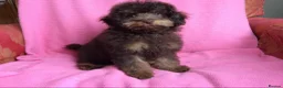 Toy Poodle dogs for sale: Adorable Toy Poodle Girl - Advert 4