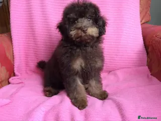 Toy Poodle dogs Chocolate Toy Poodles - Advert 9
