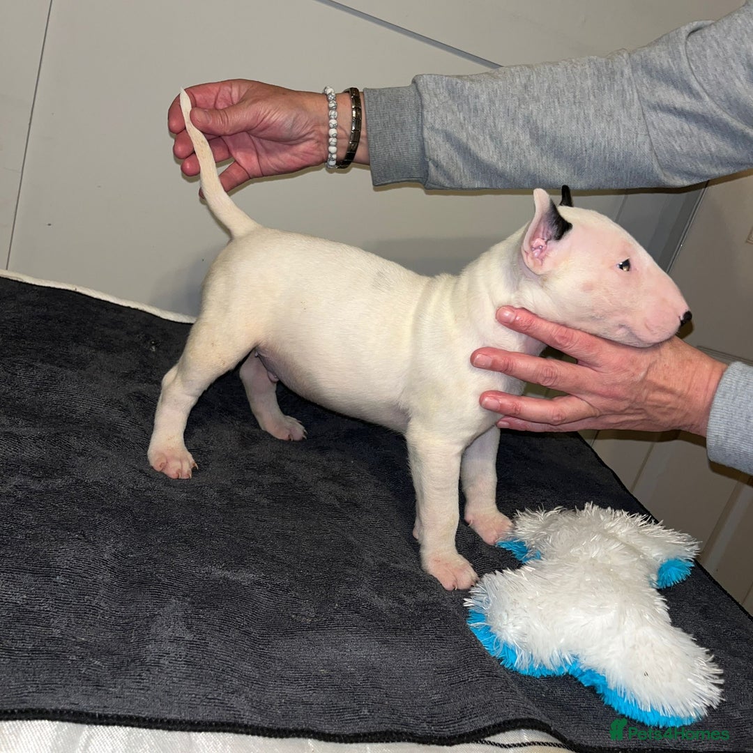English Bull Terrier dogs for sale: Male bull terrier puppies - Advert 3