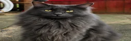 Maine Coon cats for sale: Stunning Main coon Kittens  in Sunderland - Advert 8