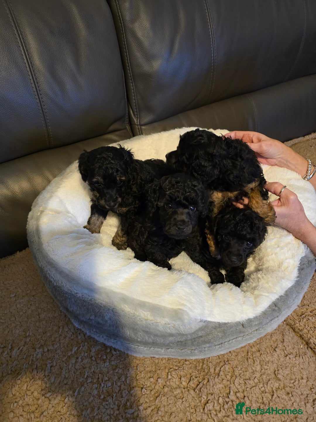 Miniature Poodle dogs for sale: 4 Amazing miniature poodles  - Advert 7