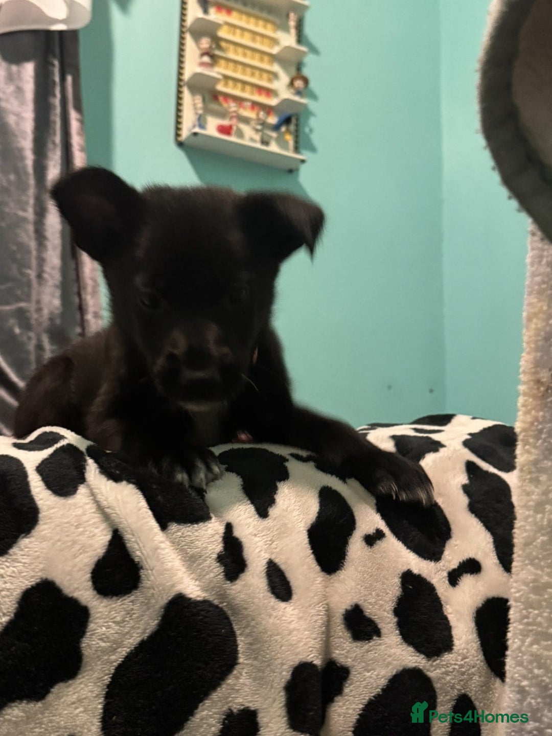 Shepsky dogs for sale: Shepski pups - Advert 24