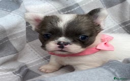 French Bulldog dogs for sale: Quality health tested/KC fluffy French bulldogs - Image 7