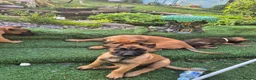 Belgian Shepherd Dog dogs for sale: Belgian Sheperd Malinois  in Nottingham - Advert 1