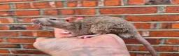 Rat rodents for sale: Various male and female rats  - Advert 7
