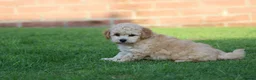 Cavapoochon dogs for sale: CAVAPOOCHON PUPPIES FOR SALE - Advert 4