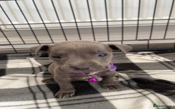 Staffordshire Bull Terrier dogs for sale: 5 PREMIUM STAFFS FOR SALE - Image 8