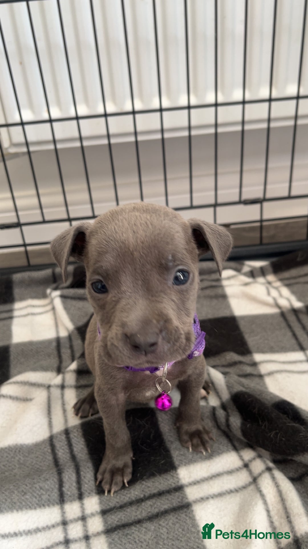 Staffordshire Bull Terrier dogs for sale: 5 PREMIUM STAFFS FOR SALE - Image 8