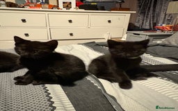 Bengal cats for sale: 3 female Bengal cross kittens  - Image 2