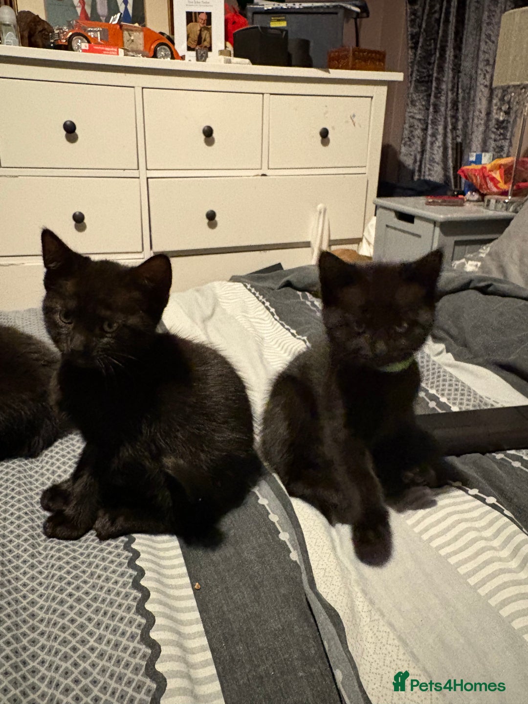 Bengal cats for sale: 3 female Bengal cross kittens  - Image 2