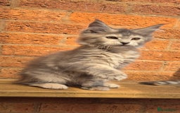 Maine Coon cats for sale: Beautiful Maine Coon kittens - Image 21