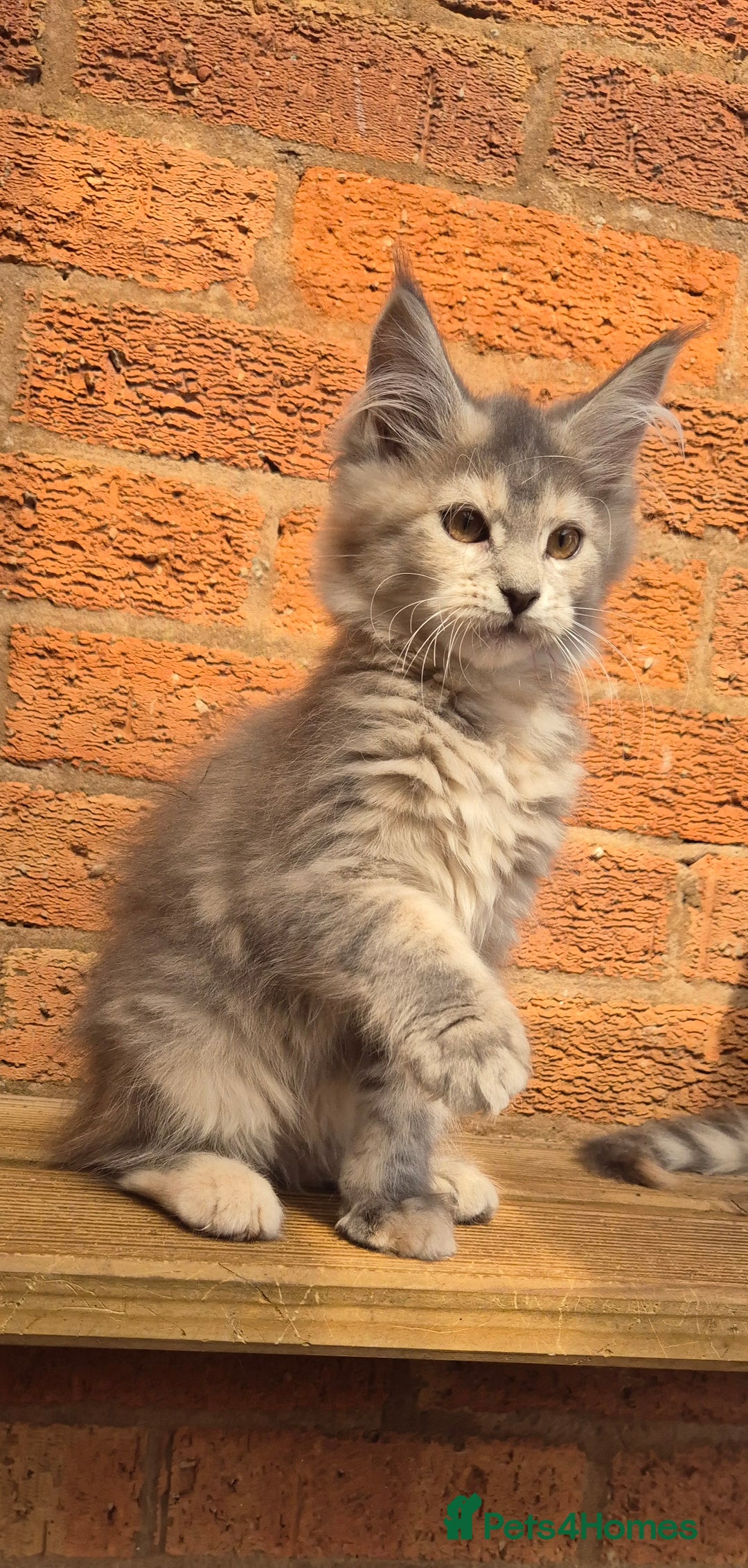 Maine Coon cats for sale: Beautiful Maine Coon kittens - Image 21