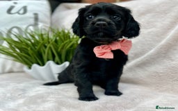Cocker Spaniel dogs for sale: 2 beautiful cocker spaniels  - Image 5