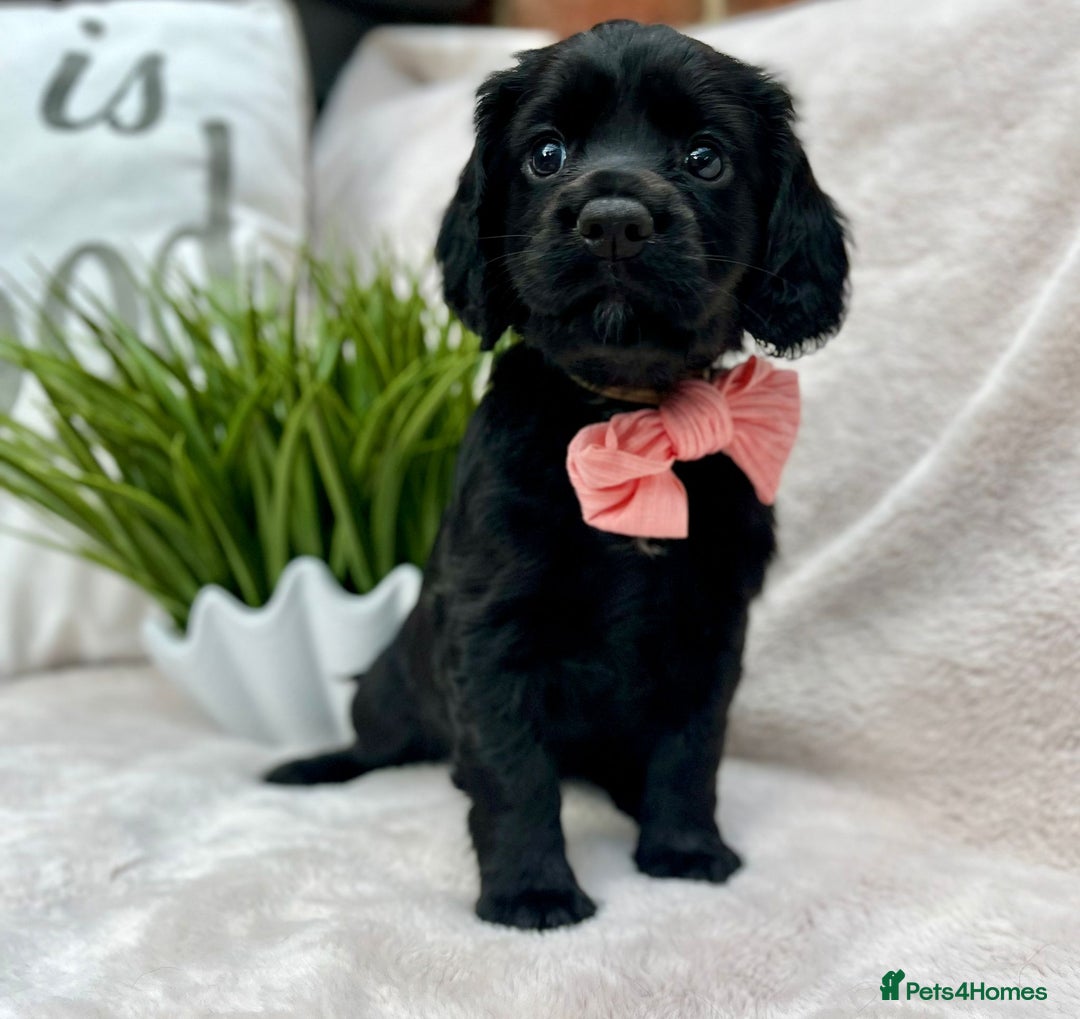 Cocker Spaniel dogs for sale: 2 beautiful cocker spaniels  - Image 5