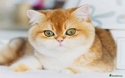 British Longhair cats for sale: TICA British Longhair Kittens  - Image 10