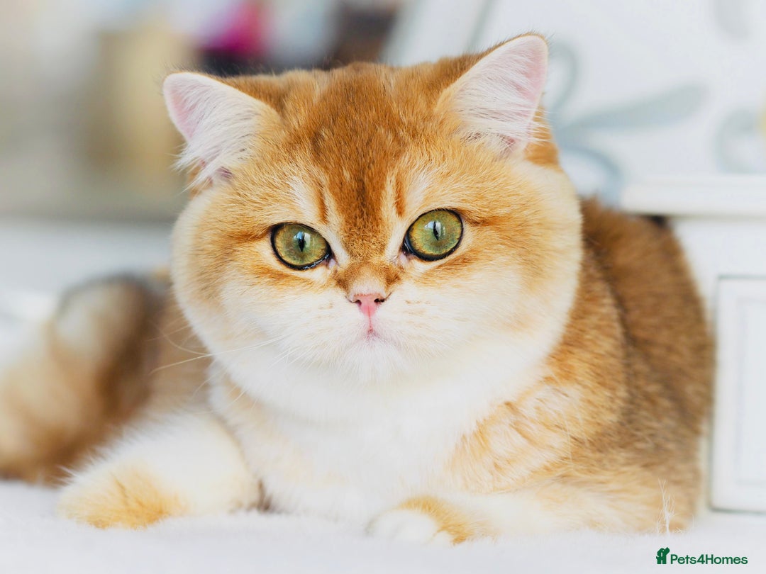 British Longhair cats for sale: TICA British Longhair Kittens  - Image 10