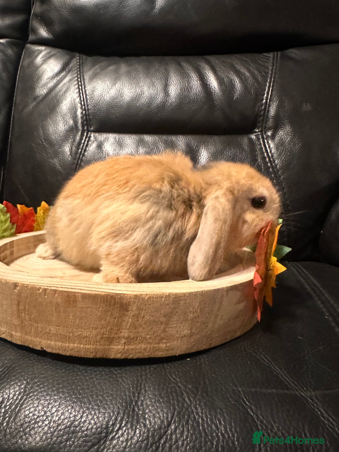 Mini Lop rabbits for sale: Baby mini lops  - Advert 9