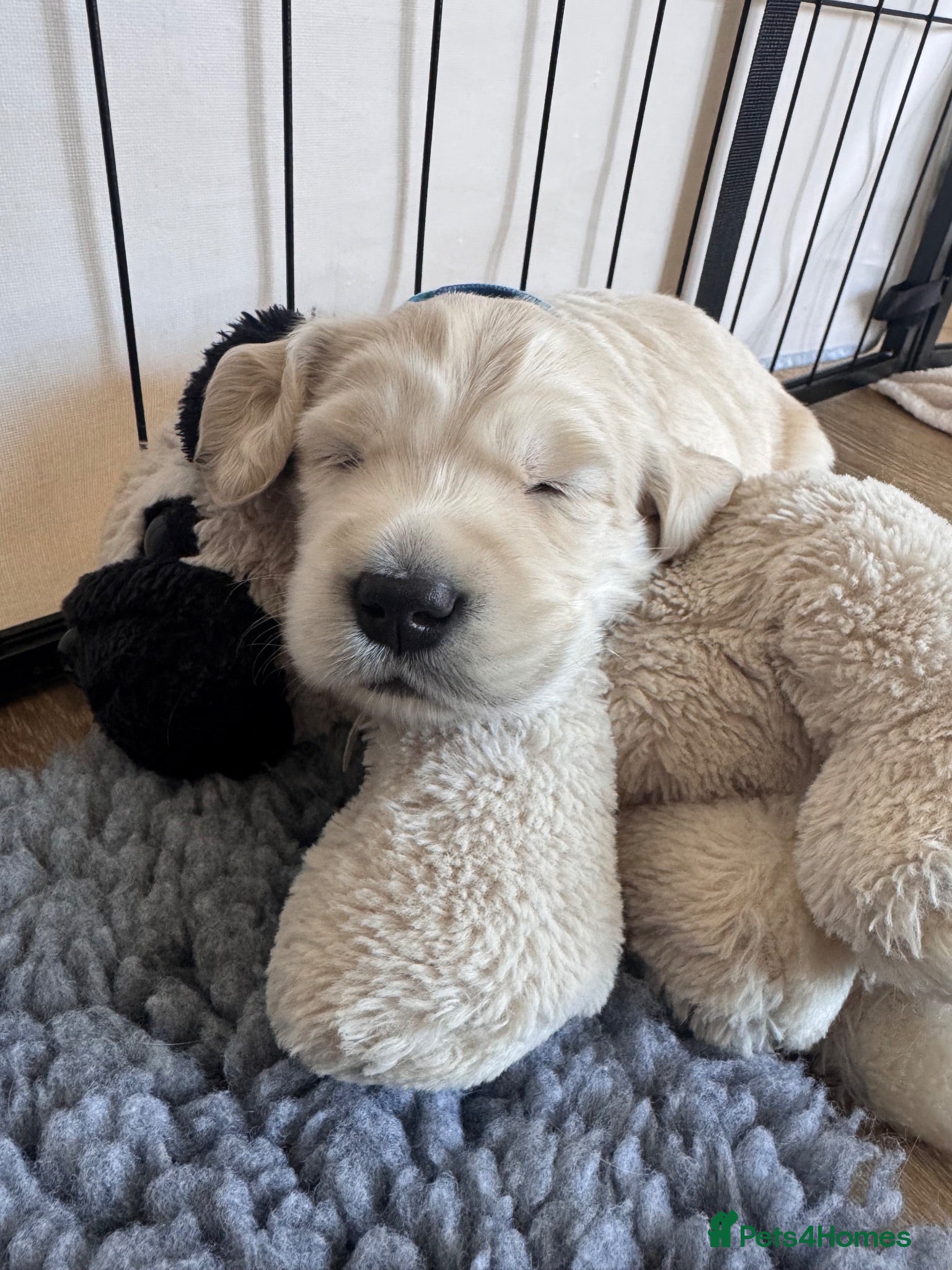 Golden Retriever dogs Mini Golden Retriever/Dakota Sport Retriever - Advert 3