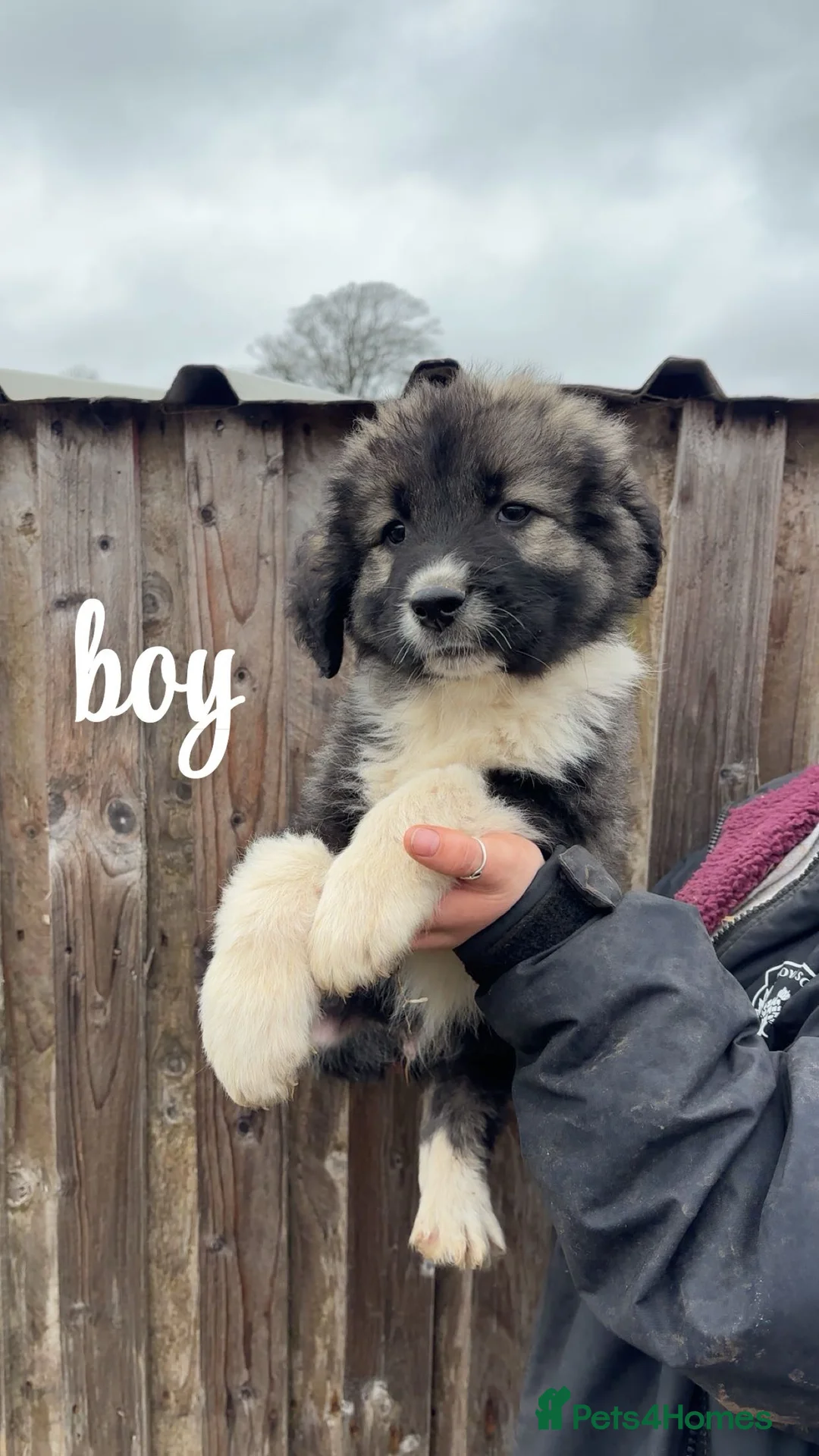 Caucasian Shepherd Dog dogs for sale: Caucasian shepherd 100% pure bread puppies  - Advert 1