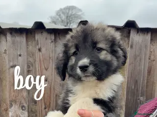 Caucasian Shepherd Dog dogs Beautiful Caucasian shepherd puppies in Radstock - Advert 1