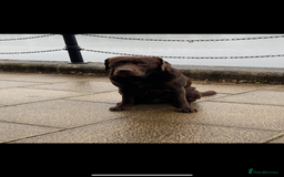 Labrador Retriever dogs for stud: Chocolate Labrador for Stud  in Doncaster - Image 9