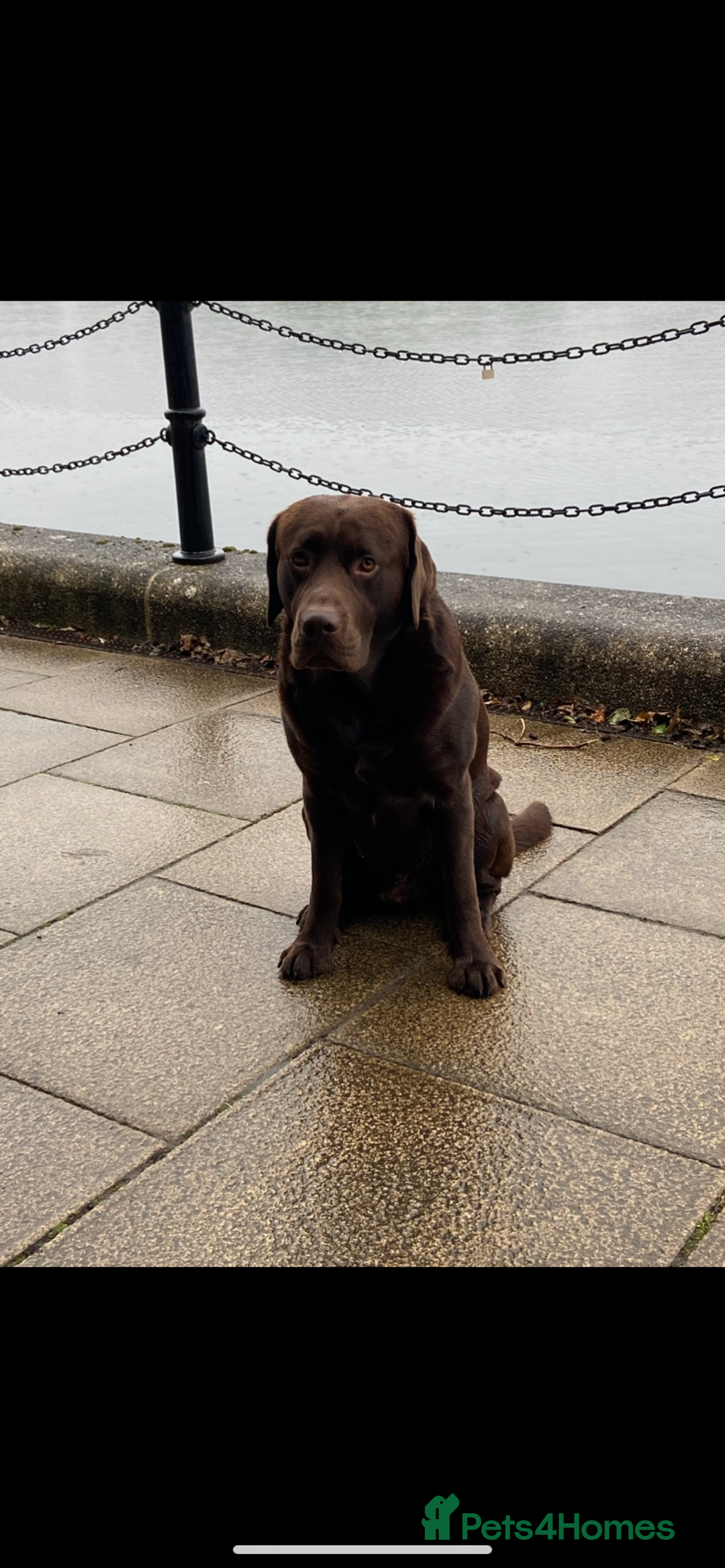 Labrador Retriever dogs for stud: Chocolate Labrador for Stud  in Doncaster - Image 9