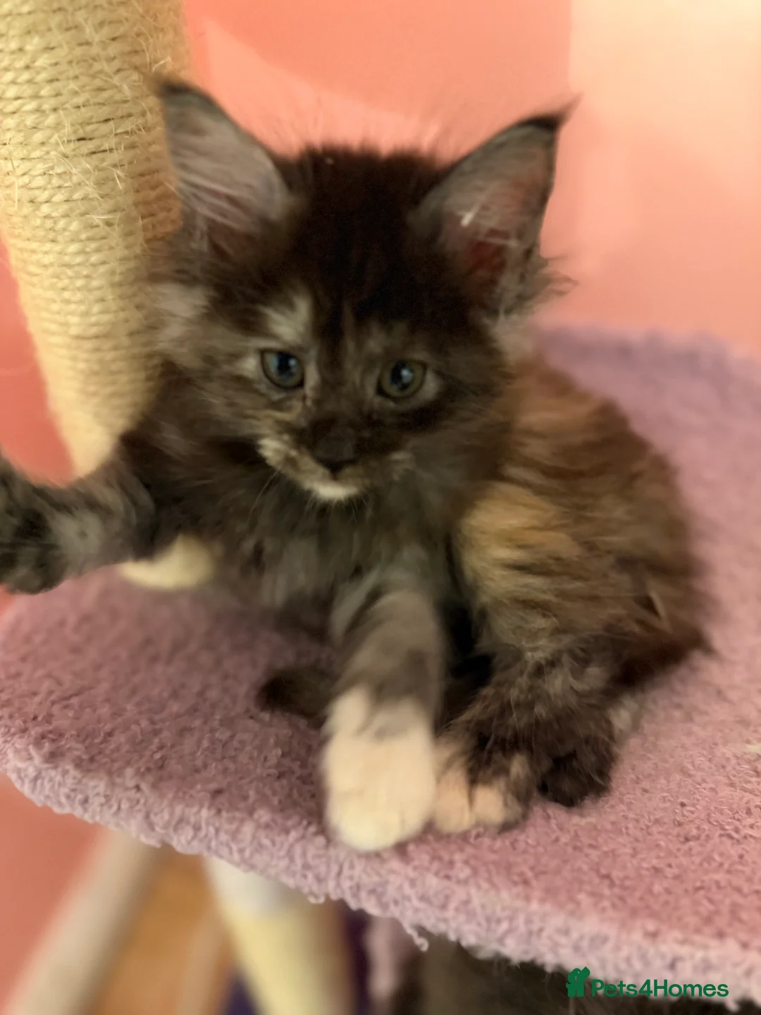 Maine Coon cats for sale: TICA Registered Maine Coon Kittens - Advert 10