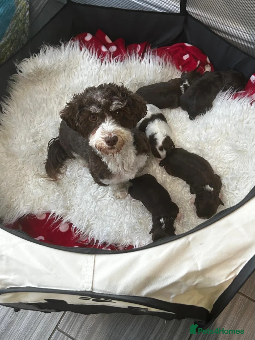 Havanese dogs for sale: Stunning pedigree Havanese puppies  - Advert 2