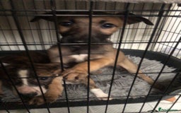 Mixed Breed dogs for sale: Lurcher/greyhound puppiesCumbria areachildfriendly - Image 8