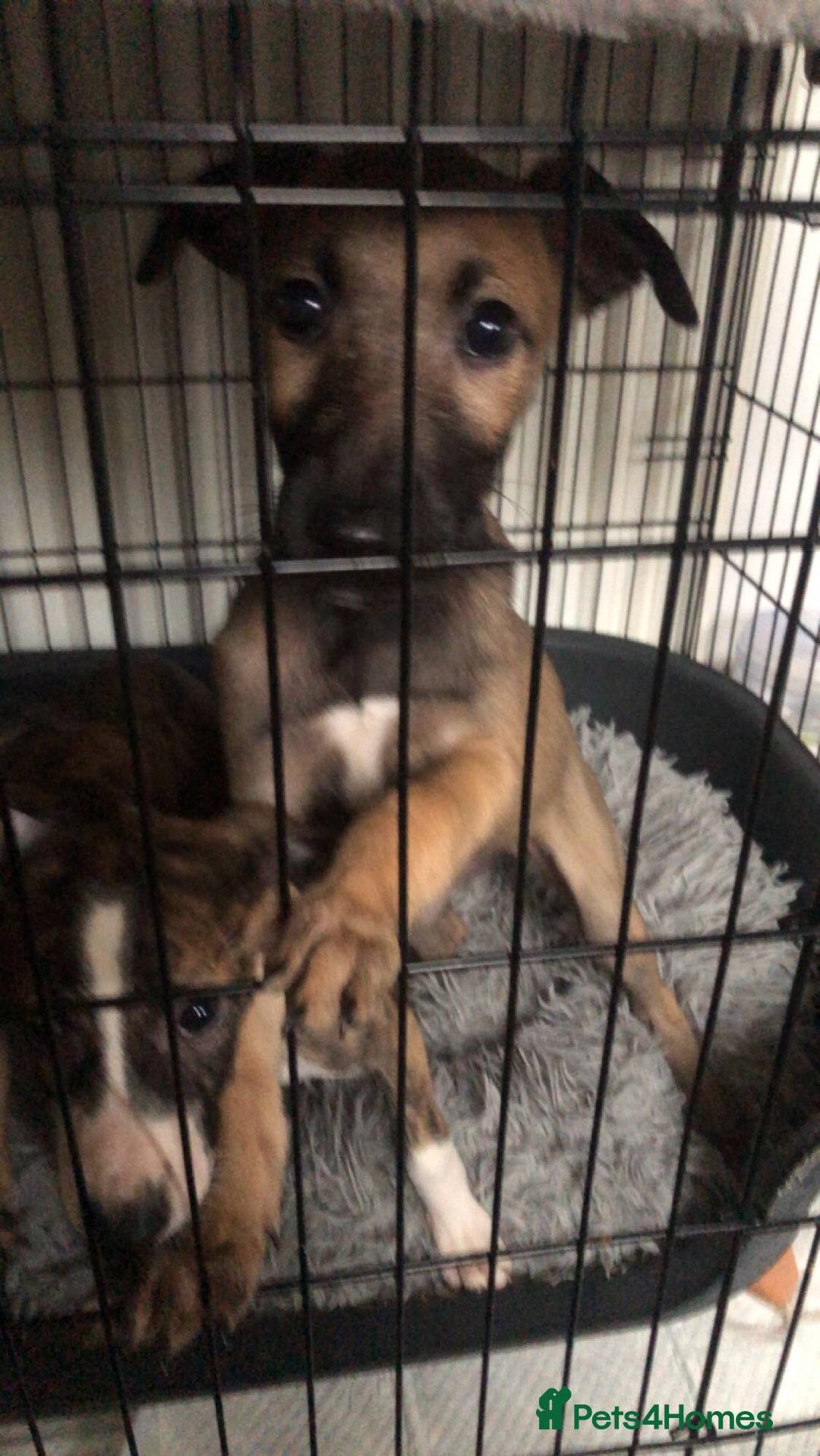 Mixed Breed dogs for sale: Lurcher/greyhound puppiesCumbria areachildfriendly - Image 8