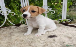 Cavalier King Charles Spaniel dogs for sale: Our Babies King Charles Puppies Ready❤️ - Image 2