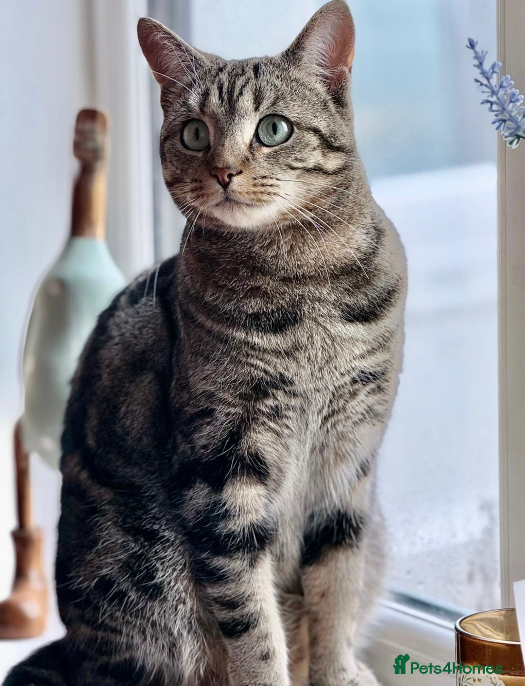Domestic Shorthair cats for sale: Rehome two cats  - Image 2