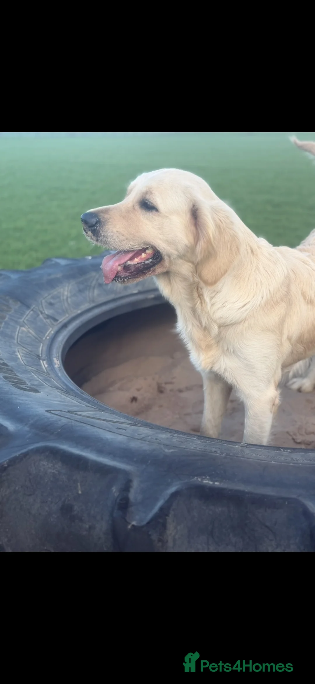 Golden Retriever dogs for sale: golden retriever bitch. READ FULL ADVErt  - Advert 2