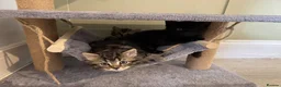 Mixed Breed cats for sale: 1 Tabby kitten for sale - Advert 2