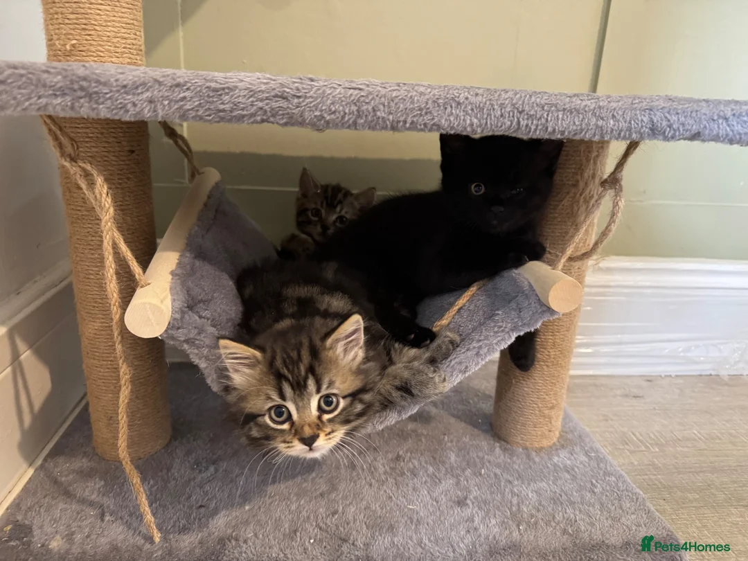 Mixed Breed cats for sale: 1 Tabby kitten for sale - Advert 2