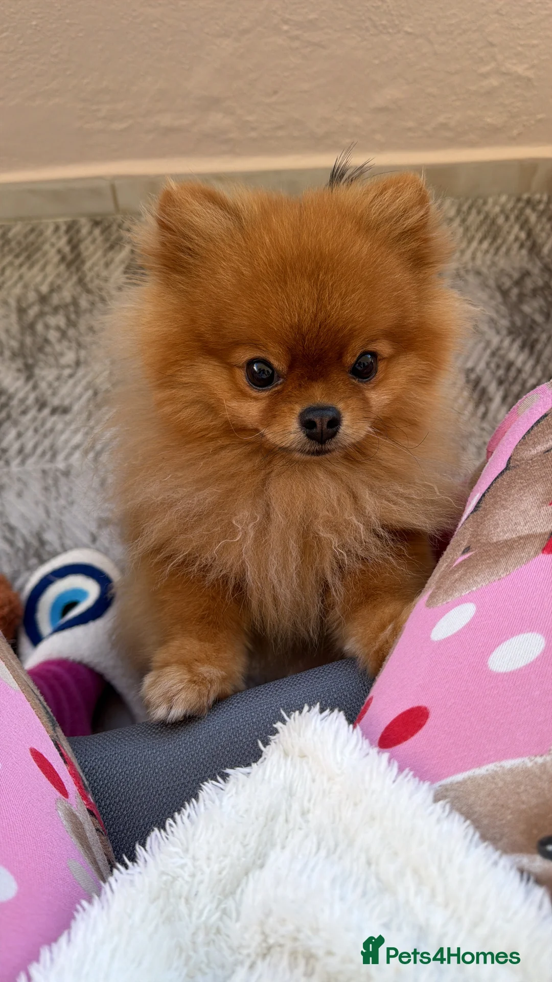 Pomeranian dogs for sale: Teddy bear 🧸 boy looking for 🏡 - Advert 3