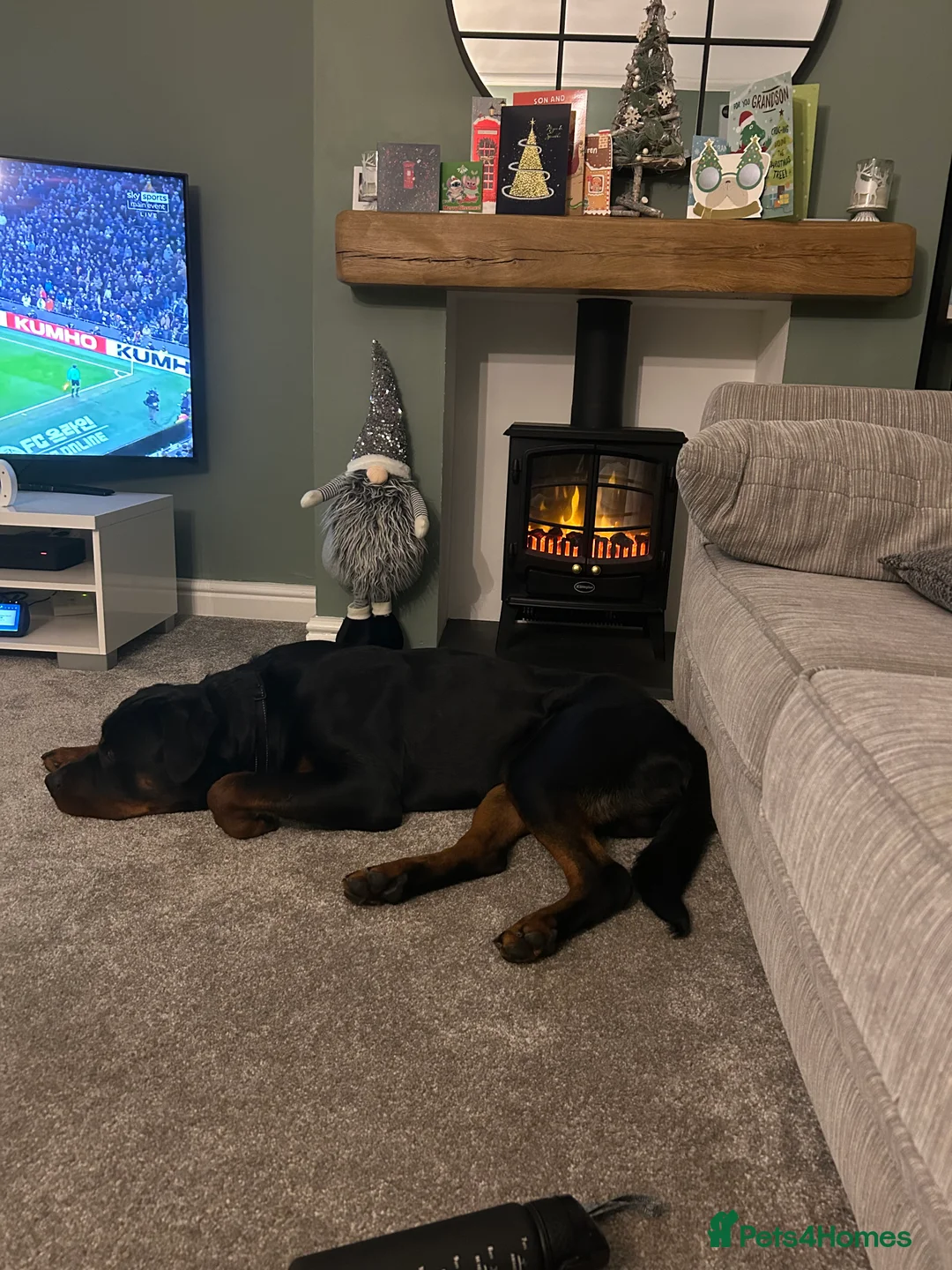 Rottweiler dogs for sale: 2 year old male full German  - Advert 18