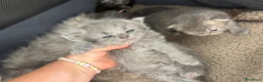 Persian Kitten 2