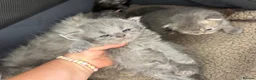 Persian cats for sale: Beautiful Persian babies in Bradford - Advert 3