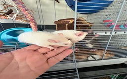 Rat rodents for sale: Fancy Siamese rats  - Advert 2