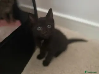 Mixed Breed cats Kittens (ready to go) - Advert 3