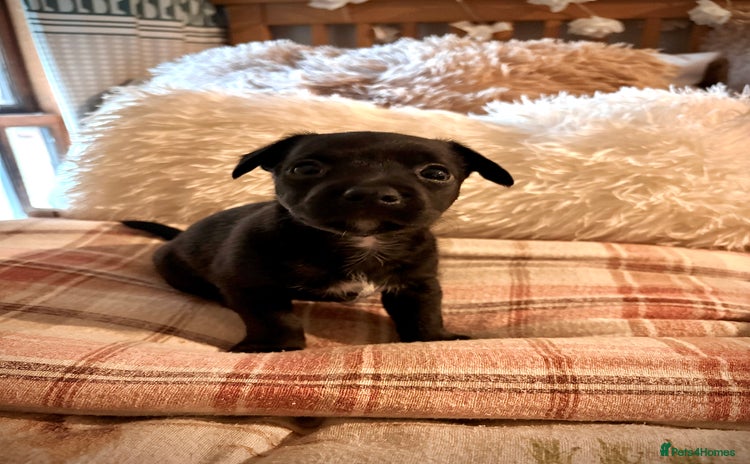 Patterjack dogs - Advert 1