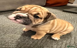 English Bulldog dogs for sale: Traditional English Bulldog Puppies  - Image 31