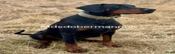 Dobermann dogs for sale: ⭐️⭐️⭐️⭐️⭐️ KC Reg European Dobermann puppies - Advert 16