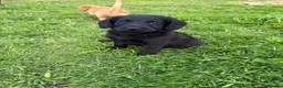 Labradoodle dogs for sale: Miniature labradoodles  - Advert 7