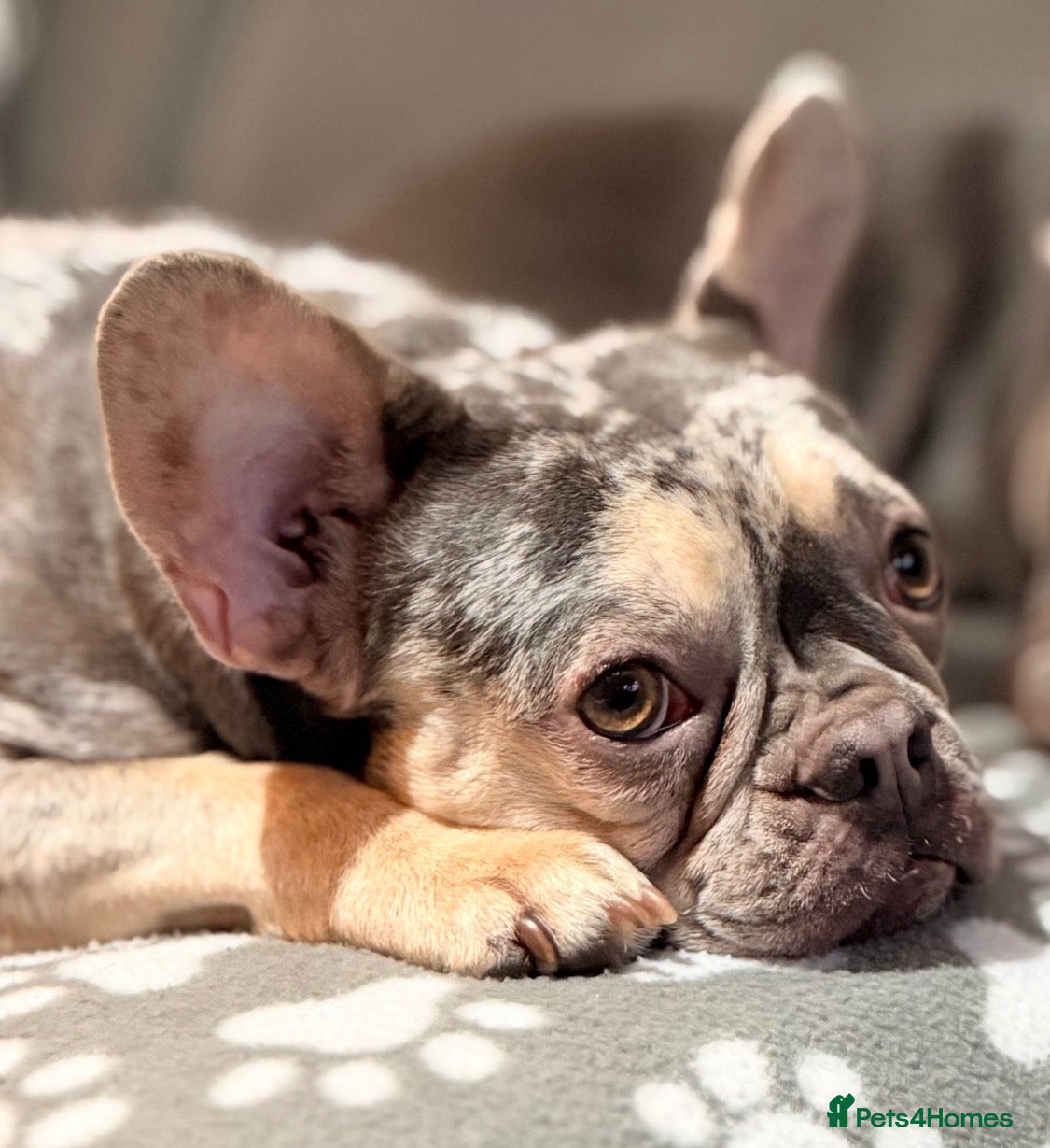 French Bulldog dogs for sale: Lilac & Tan Merle Frenchie Experienced Home only - Advert 9