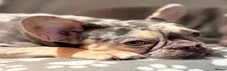 French Bulldog dogs for sale: Lilac & Tan Merle Frenchie Experienced Home only - Advert 1