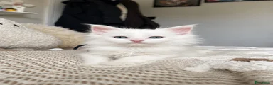 White poly male 