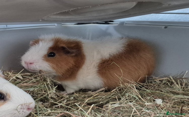 Guinea Pig rodents - Advert 2