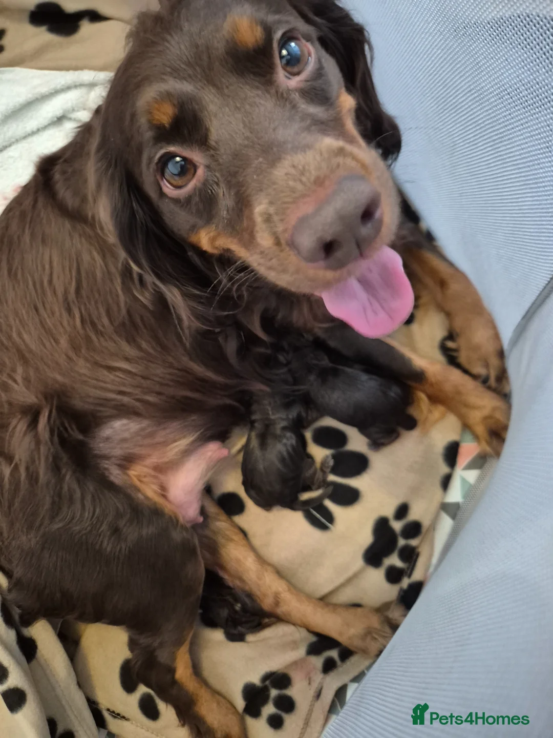 Sprocker dogs for sale: 4 GIRL SPROCKERS AVAILABLE 5th july  - Advert 11